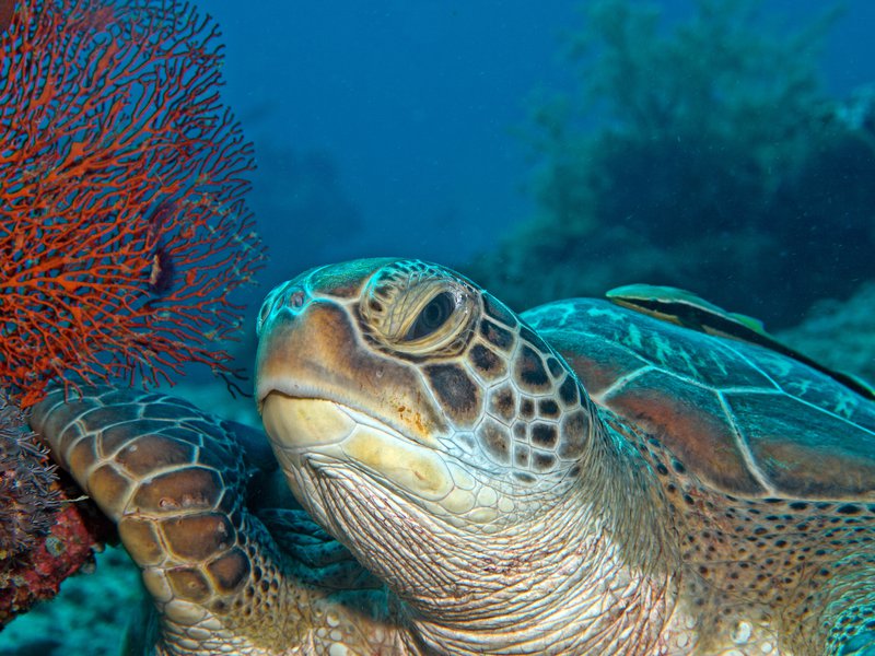 Remora, Turtle, Shark Point